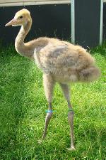 Blue Red (Green) Yellow on 28th June 2013 Blue Red (Green) Yellow on 28th June 2013